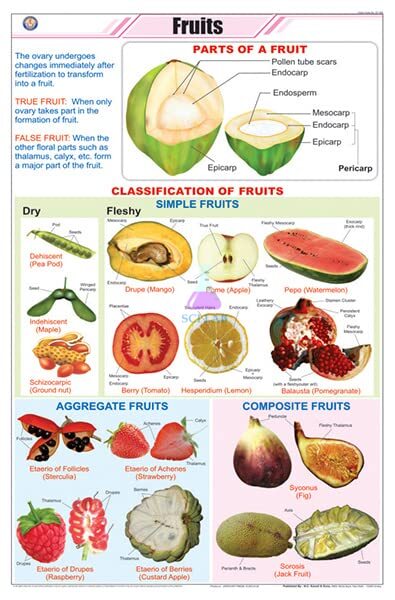 Types of Fruits Learning Chart